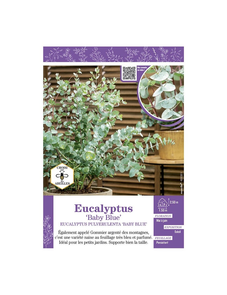 EUCALYPTUS PULVERULENTA BABY BLUE