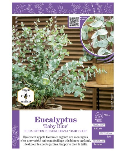 EUCALYPTUS PULVERULENTA BABY BLUE