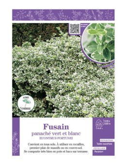 EUONYMUS FORTUNEI panaché vert et blanc voir FUSAIN