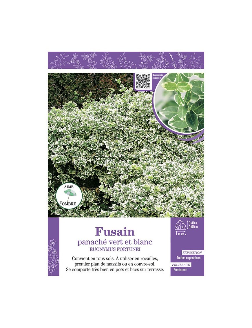 EUONYMUS FORTUNEI panaché vert et blanc voir FUSAIN