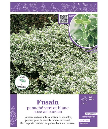 EUONYMUS FORTUNEI panaché vert et blanc voir FUSAIN