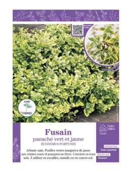 EUONYMUS FORTUNEI panaché vert et jaune voir FUSAIN