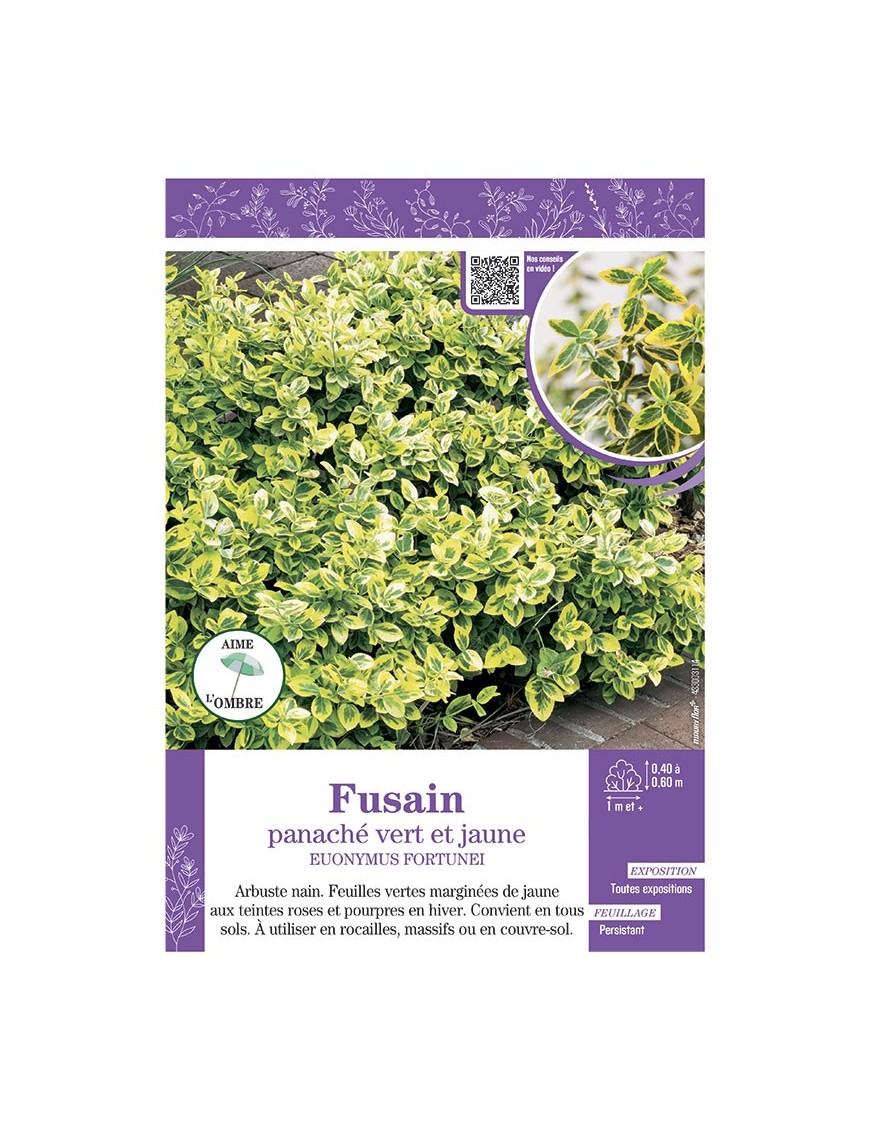 EUONYMUS FORTUNEI panaché vert et jaune voir FUSAIN