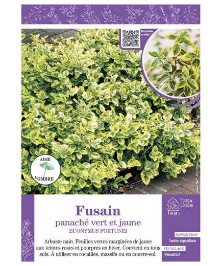 EUONYMUS FORTUNEI panaché vert et jaune voir FUSAIN