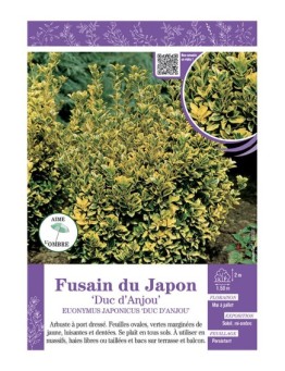 EUONYMUS JAPONICUS DUC D'ANJOU voir FUSAIN DU JAPON