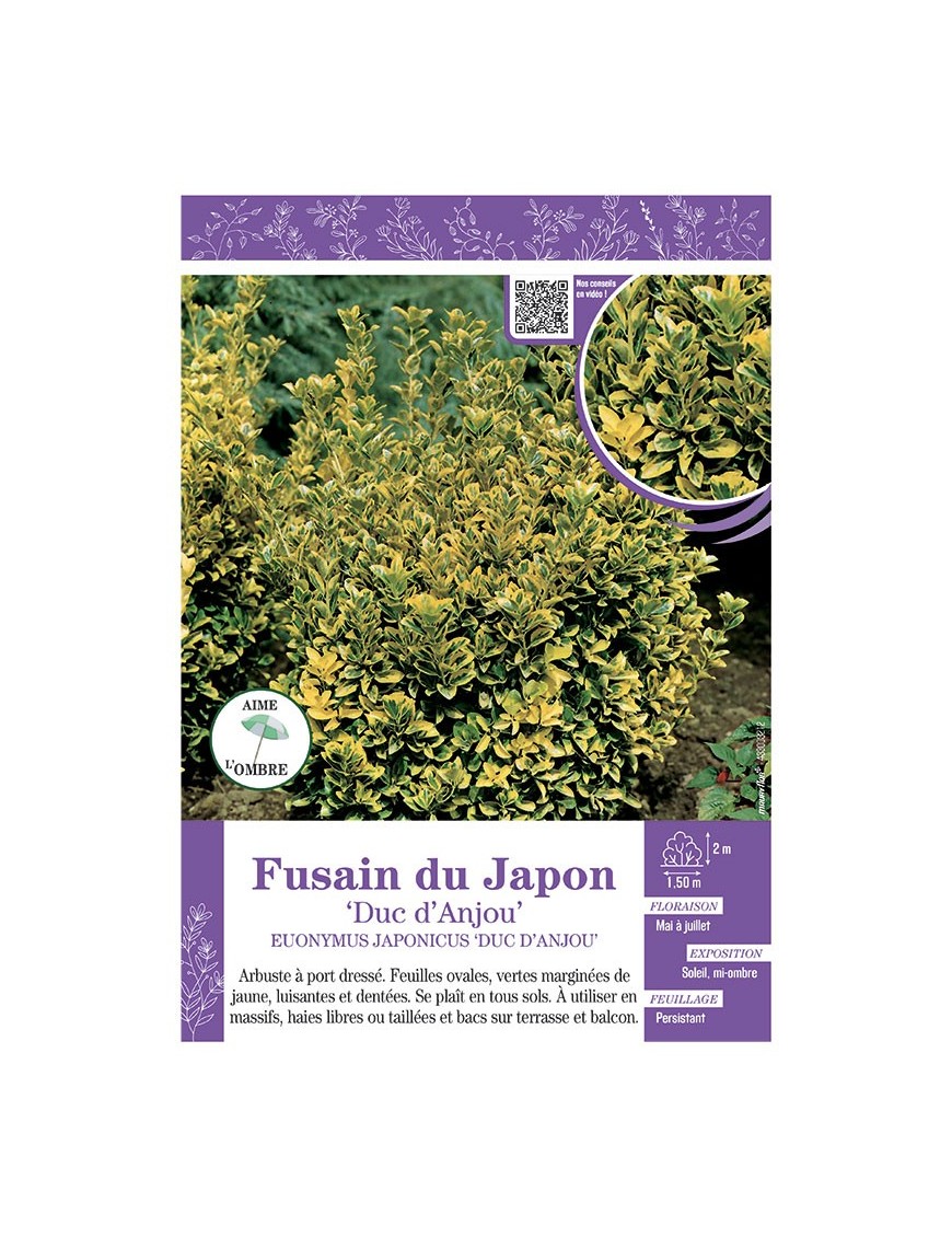 EUONYMUS JAPONICUS DUC D'ANJOU voir FUSAIN DU JAPON