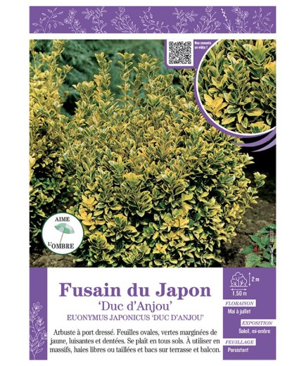 EUONYMUS JAPONICUS DUC D'ANJOU voir FUSAIN DU JAPON