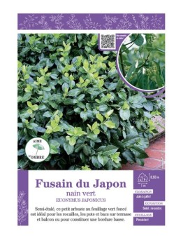 EUONYMUS JAPONICUS  voir FUSAIN DU JAPON NAIN VERT