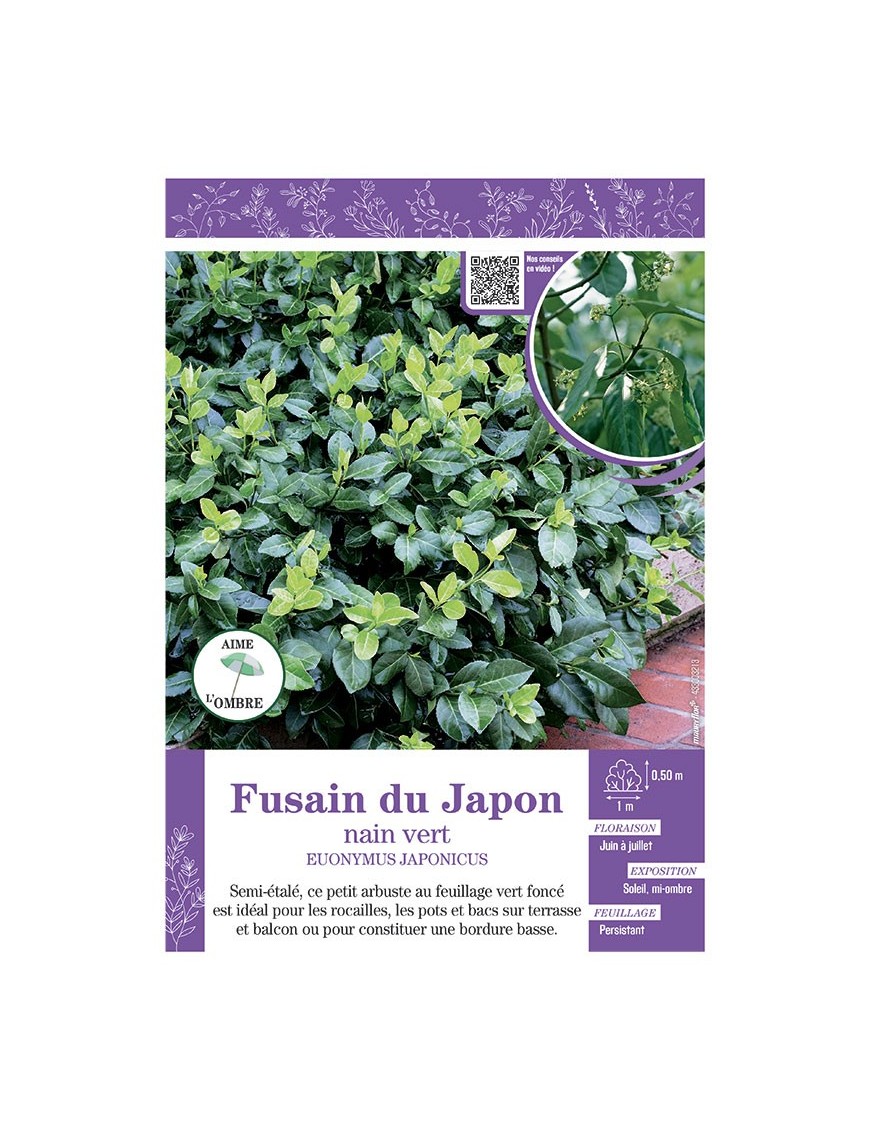 EUONYMUS JAPONICUS  voir FUSAIN DU JAPON NAIN VERT