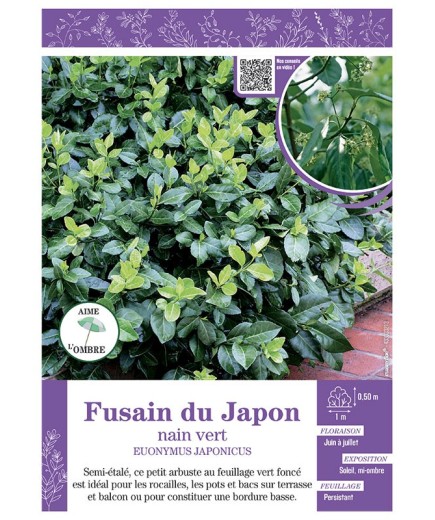 EUONYMUS JAPONICUS  voir FUSAIN DU JAPON NAIN VERT