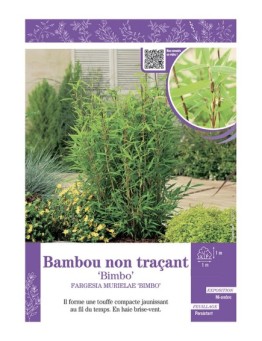 FARGESIA MURIELIAE BIMBO voir Bambou non traçant