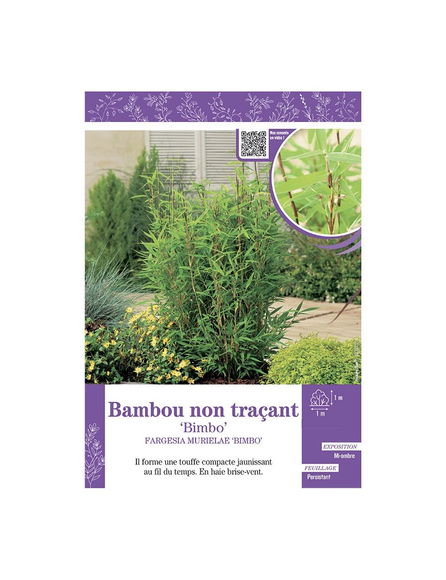FARGESIA MURIELIAE BIMBO voir Bambou non traçant