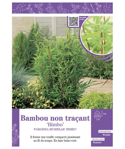 FARGESIA MURIELIAE BIMBO voir Bambou non traçant