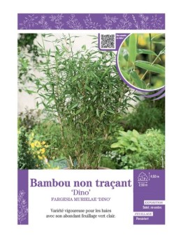 FARGESIA MURIELIAE DINO voir Bambou non traçant