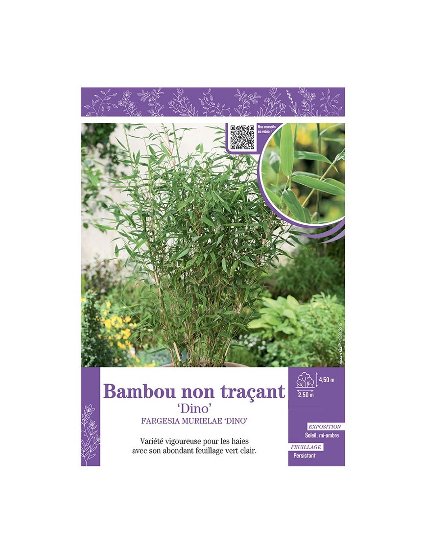 FARGESIA MURIELIAE DINO voir Bambou non traçant