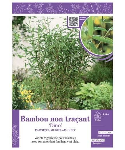 FARGESIA MURIELIAE DINO voir Bambou non traçant