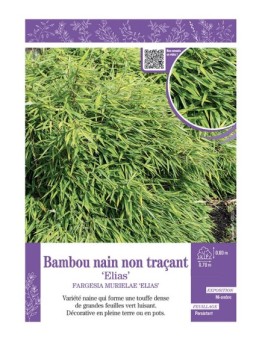FARGESIA MURIELIAE ELIAS voir Bambou nain non traçant