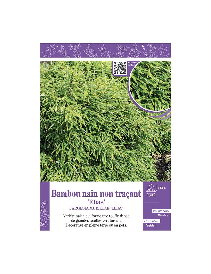 FARGESIA MURIELIAE ELIAS voir Bambou nain non traçant