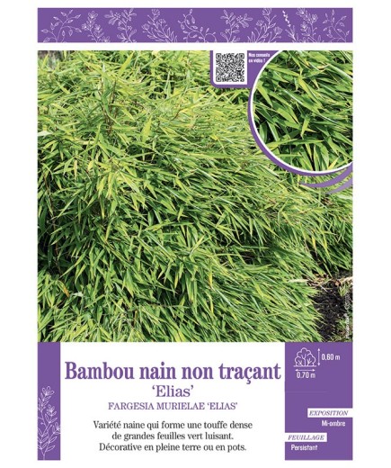 FARGESIA MURIELIAE ELIAS voir Bambou nain non traçant