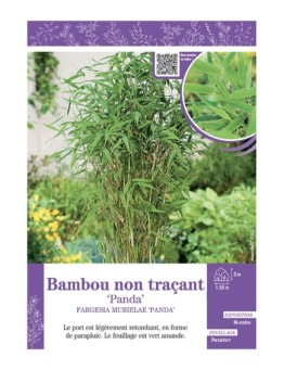 FARGESIA MURIELIAE PANDA voir Bambou non traçant