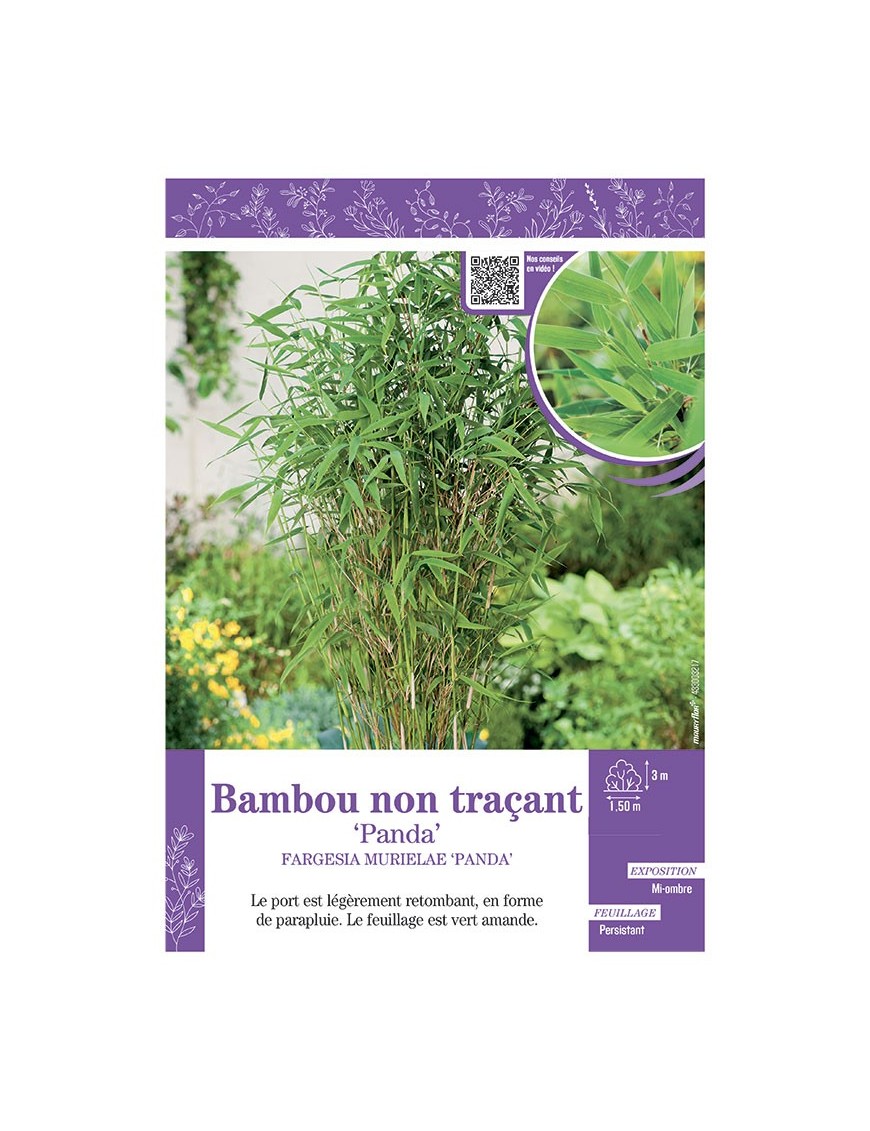 FARGESIA MURIELIAE PANDA voir Bambou non traçant
