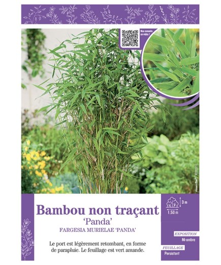 FARGESIA MURIELIAE PANDA voir Bambou non traçant