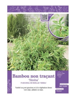 FARGESIA MURIELIAE SIMBA voir Bambou non traçant