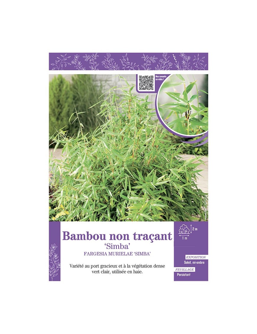 FARGESIA MURIELIAE SIMBA voir Bambou non traçant