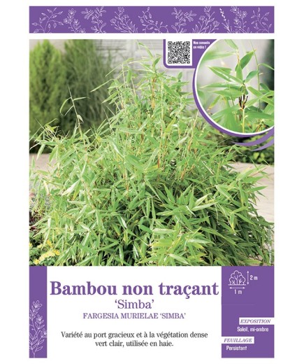 FARGESIA MURIELIAE SIMBA voir Bambou non traçant