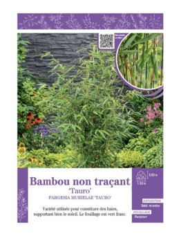 FARGESIA MURIELIAE TAURO voir Bambou non traçant