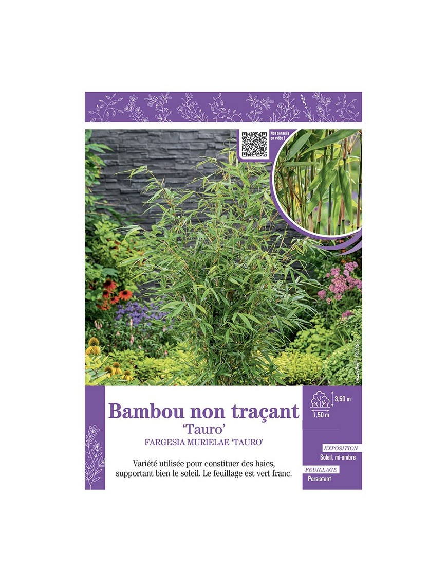 FARGESIA MURIELIAE TAURO voir Bambou non traçant
