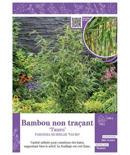 FARGESIA MURIELIAE TAURO voir Bambou non traçant