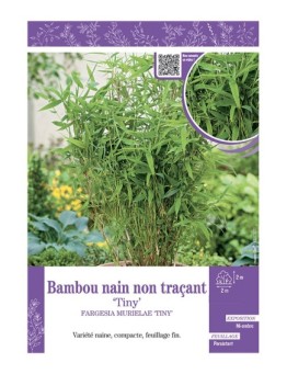 FARGESIA MURIELIAE TINY voir Bambou nain non traçant