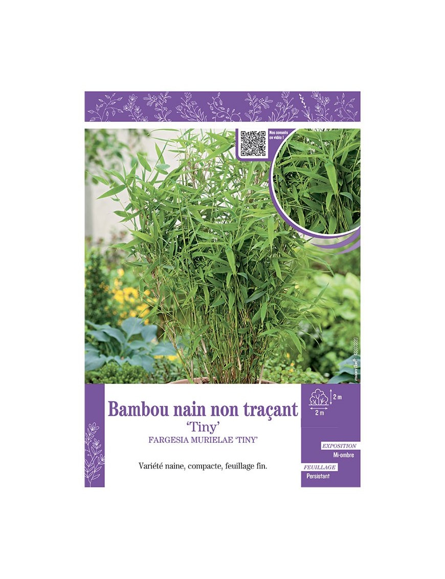 FARGESIA MURIELIAE TINY voir Bambou nain non traçant
