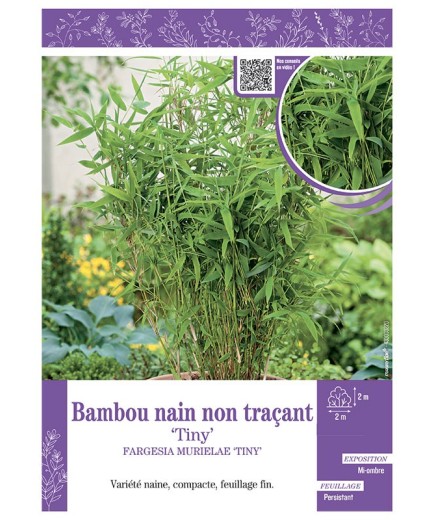 FARGESIA MURIELIAE TINY voir Bambou nain non traçant