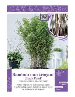 FARGESIA NITIDA BLACK PEARL voir Bambou non traçant