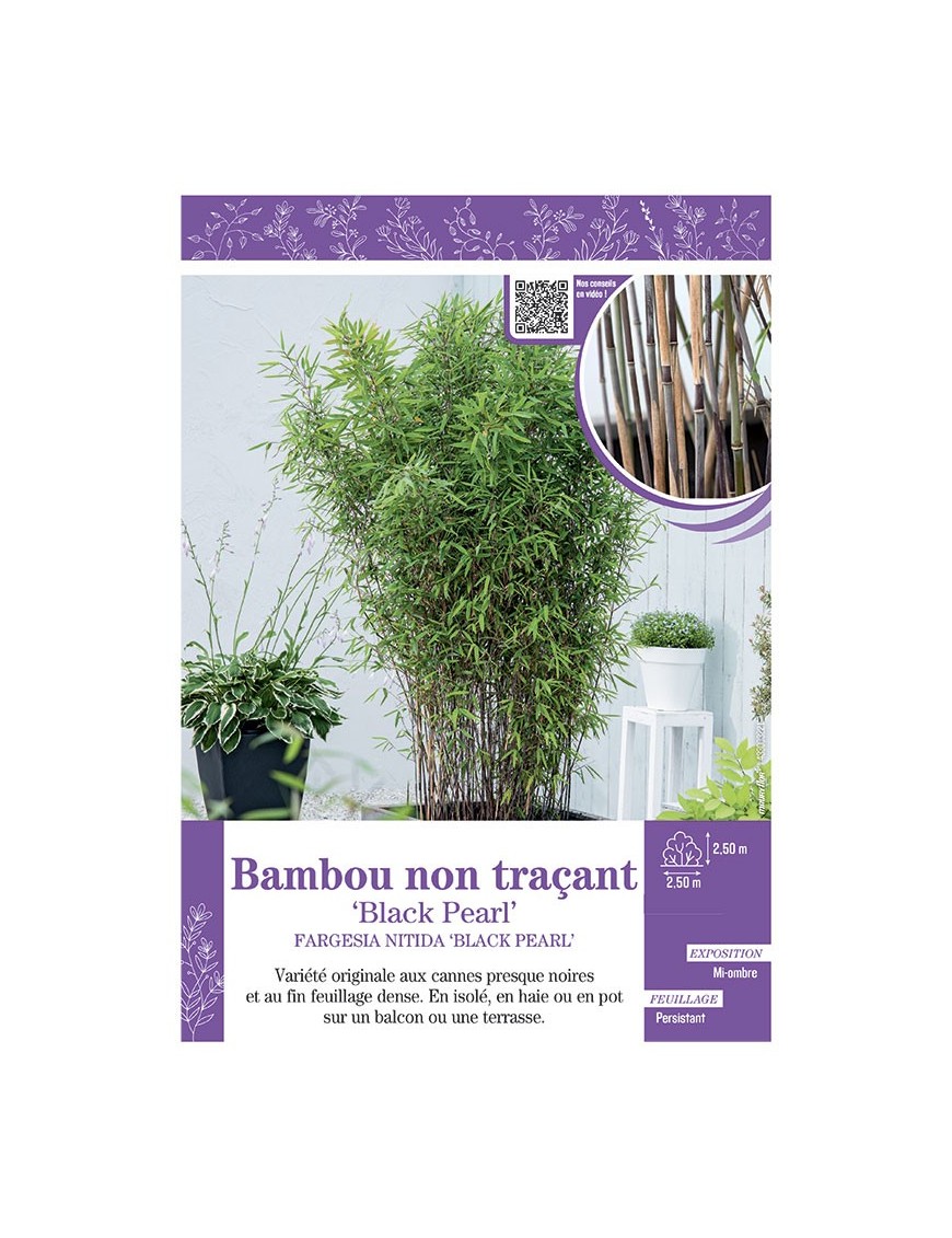 FARGESIA NITIDA BLACK PEARL voir Bambou non traçant