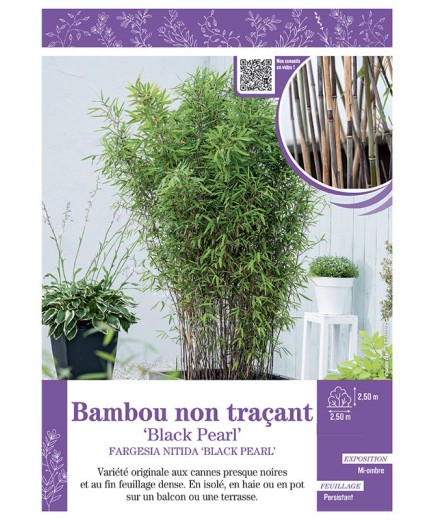 FARGESIA NITIDA BLACK PEARL voir Bambou non traçant