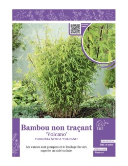 FARGESIA NITIDA VOLCANO voir Bambou non traçant