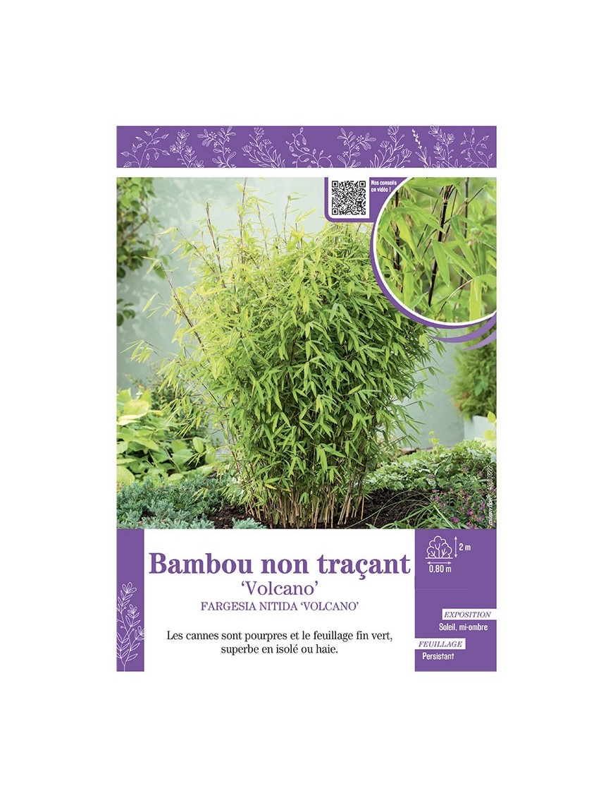 FARGESIA NITIDA VOLCANO voir Bambou non traçant
