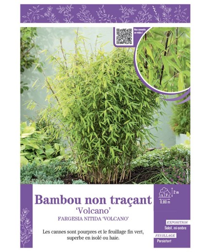 FARGESIA NITIDA VOLCANO voir Bambou non traçant