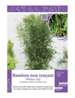 FARGESIA NITIDA WINTER JOY voir Bambou non traçant