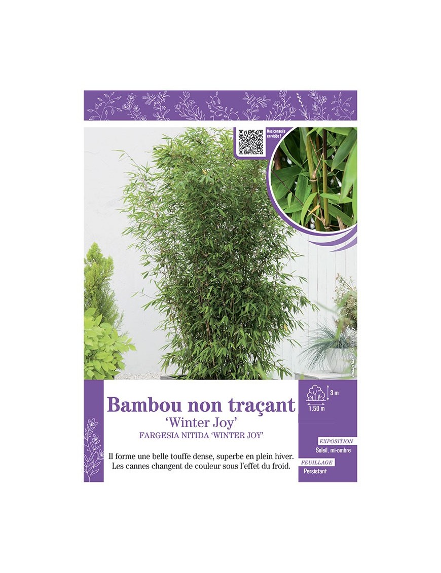 FARGESIA NITIDA WINTER JOY voir Bambou non traçant