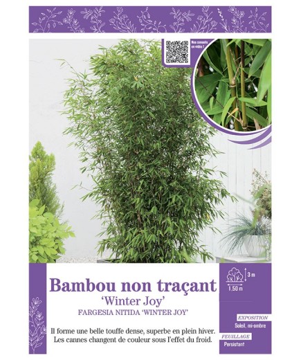 FARGESIA NITIDA WINTER JOY voir Bambou non traçant