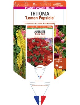 KNIPHOFIA Lemon Popsicle voir Tritoma