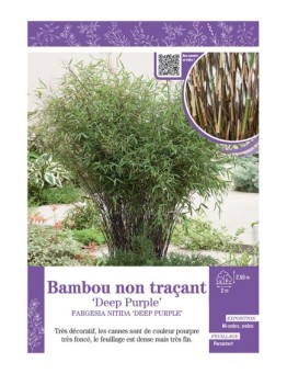 FARGESIA NITIDA DEEP PURPLE voir Bambou non traçant
