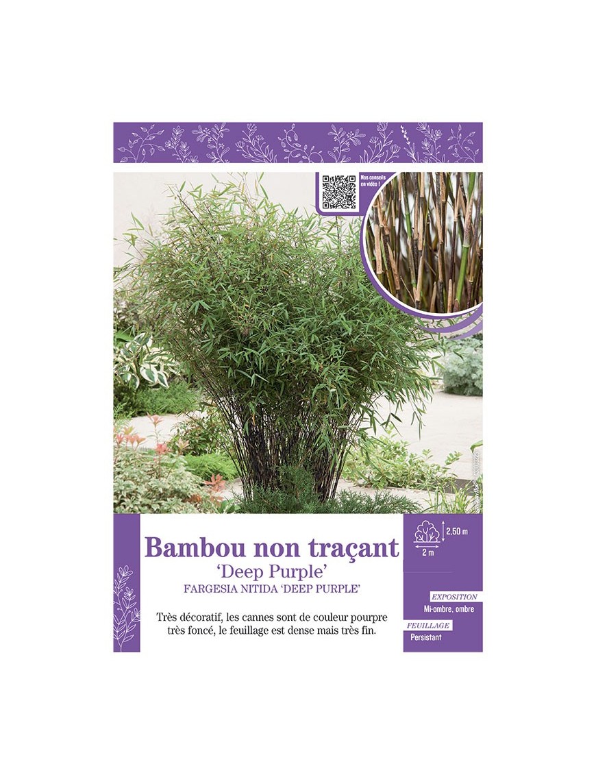 FARGESIA NITIDA DEEP PURPLE voir Bambou non traçant