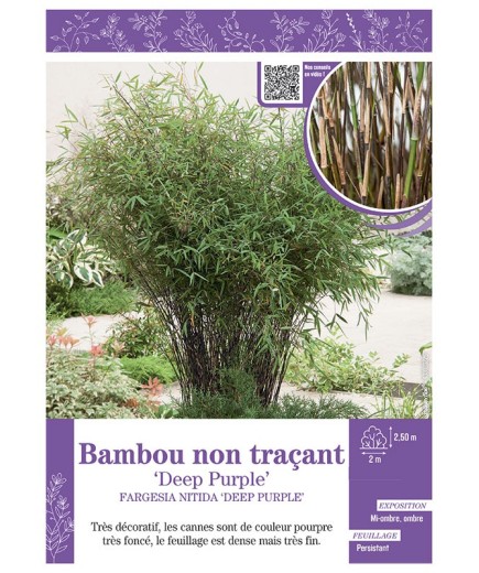 FARGESIA NITIDA DEEP PURPLE voir Bambou non traçant