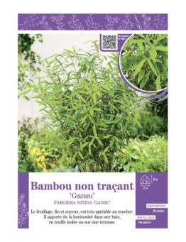FARGESIA NITIDA GANSU voir Bambou non traçant