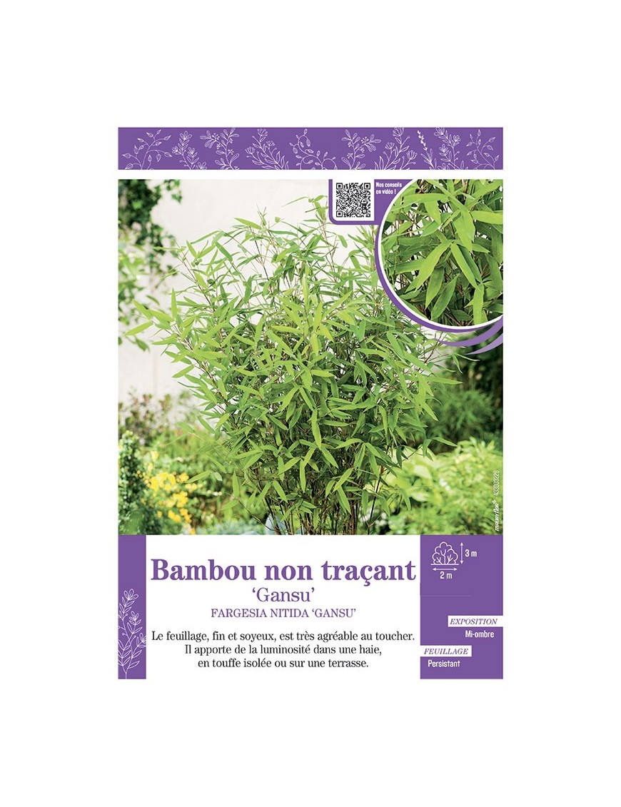 FARGESIA NITIDA GANSU voir Bambou non traçant